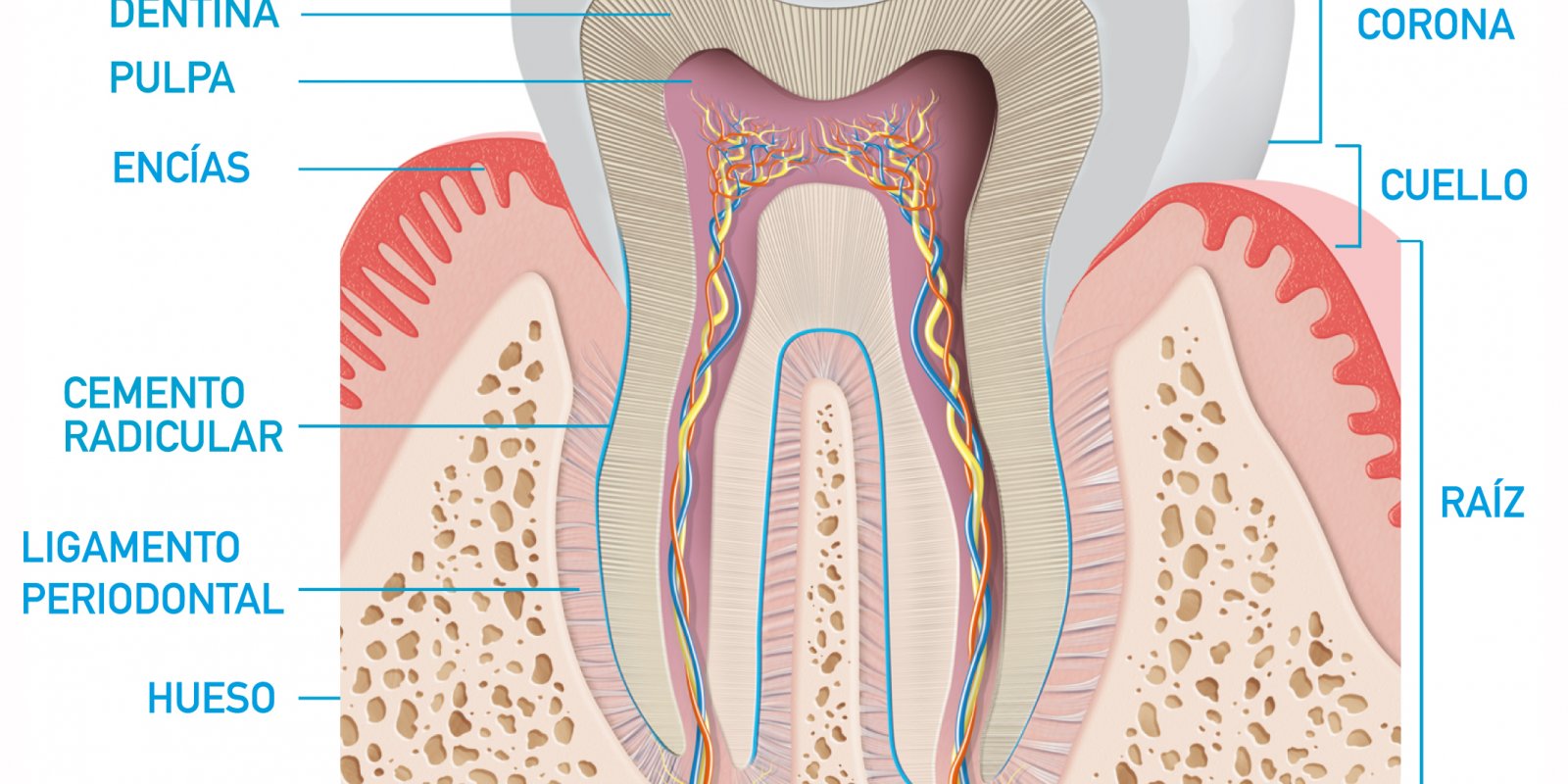Anatomía del diente - Blog Salud